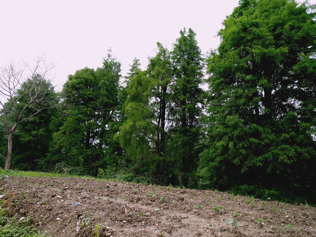 廠(chǎng)區(qū)一角